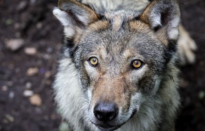 Ein Wolf in einem Gehege: Ganz so nah kam der Honrisgrinde-Wolf im Schwarzwald Menschen wohl nicht, aber Begegnungen und Sichtungen gab es bereits viele.<span class='image-autor'>Christian Charisius/dpa</span>