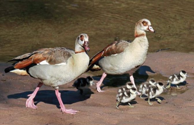 Kirsten Krebs hat eine Nilgansfamilie an der Enz fotografiert. Die Vögel sind zwar schön, aber nicht unproblematisch, da sie teilweise brachial heimische Vogelarten verdrängen.