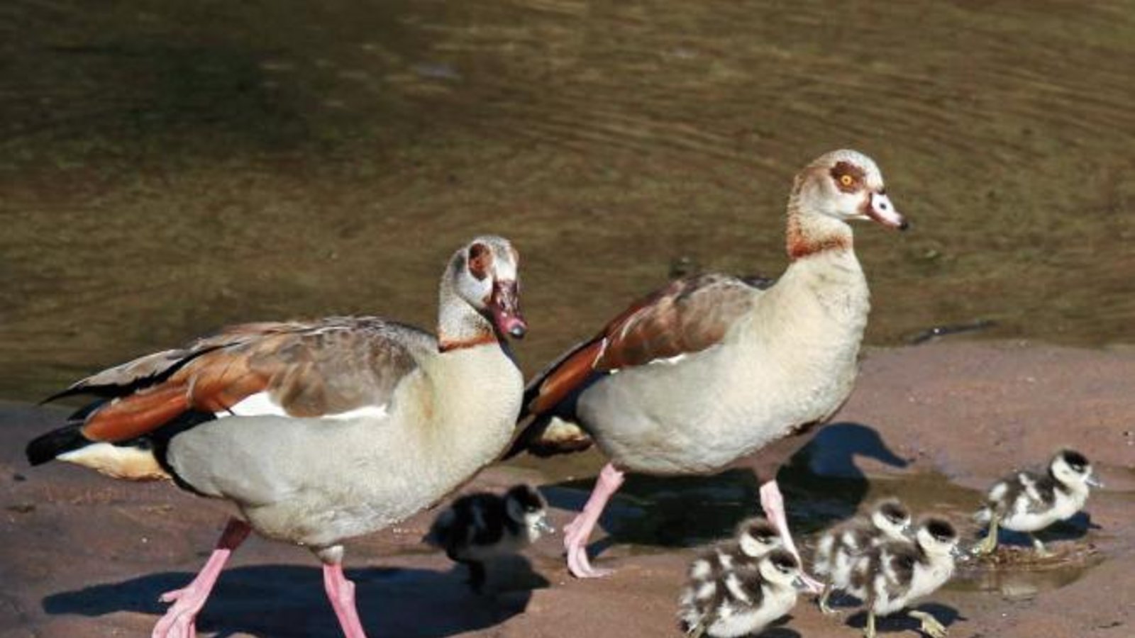 Kirsten Krebs hat eine Nilgansfamilie an der Enz fotografiert. Die Vögel sind zwar schön, aber nicht unproblematisch, da sie teilweise brachial heimische Vogelarten verdrängen.