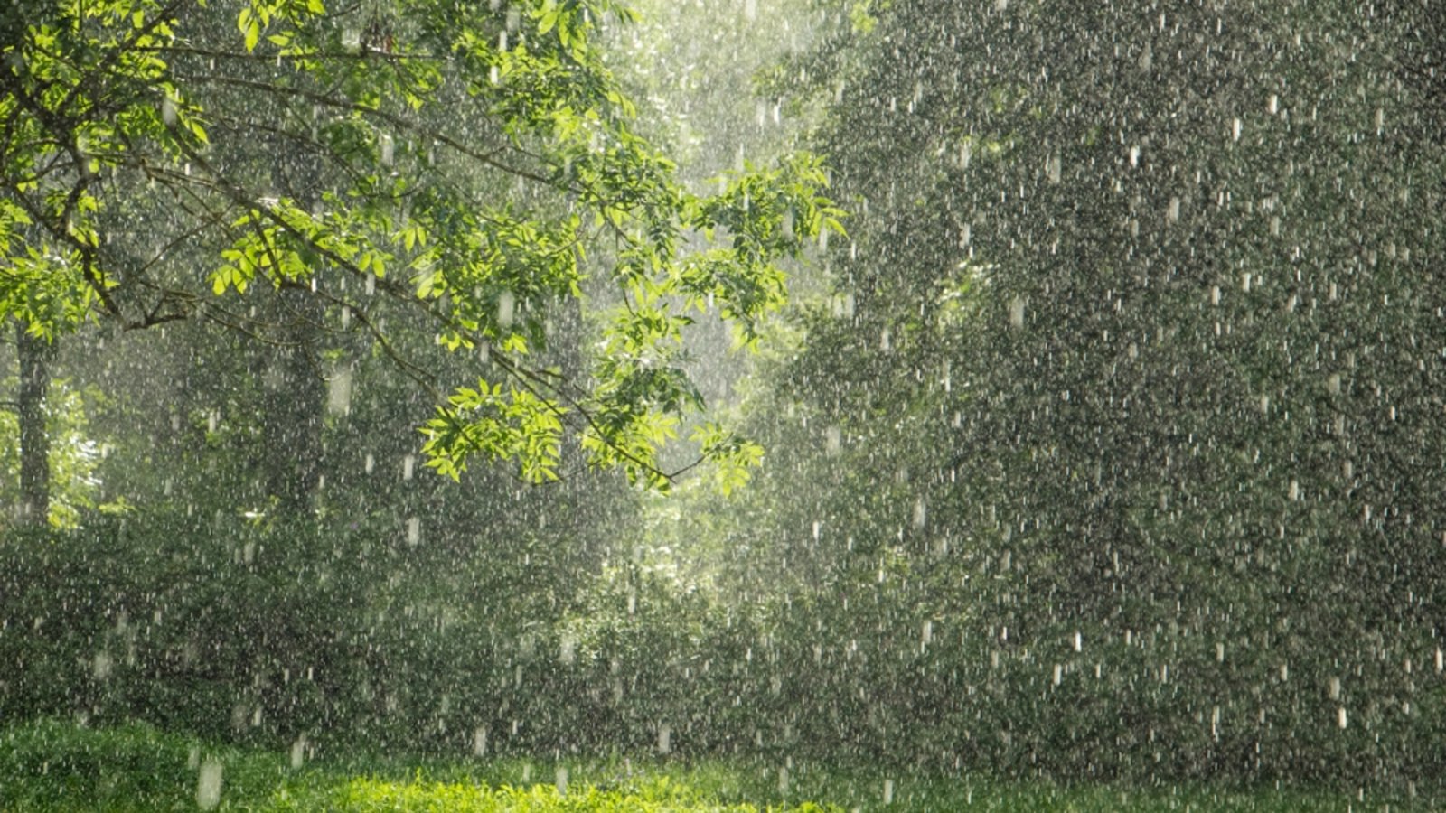 Wie riecht Regen? Die Antwort: Petrichor.Foto: AYO Production/ Shutterstock
