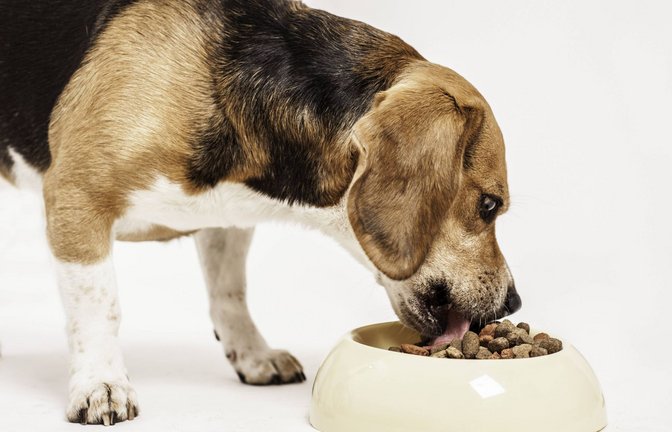 Ein beliebtes Hundefutter kann Plastikteile enthalten.<span class='image-autor'>Foto: imago/imagebroker</span>