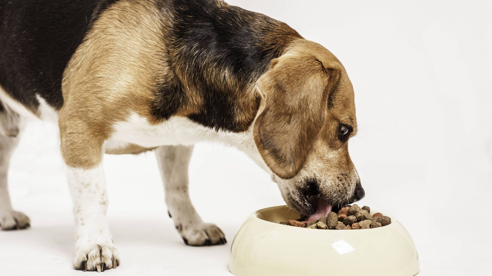 Ein beliebtes Hundefutter kann Plastikteile enthalten.Foto: imago/imagebroker Ein beliebtes Hundefutter kann Plastikteile enthalten.Foto: imago/imagebroker