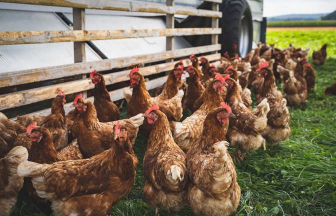 Endlich wieder ins Grüne! Freilandhühner in mehreren Kreisen  im Südwesten müssen ab 1. April nicht mehr im Stall verharren. (Symbolbild)<span class='image-autor'>Foto: imago /Countrypixel</span>
