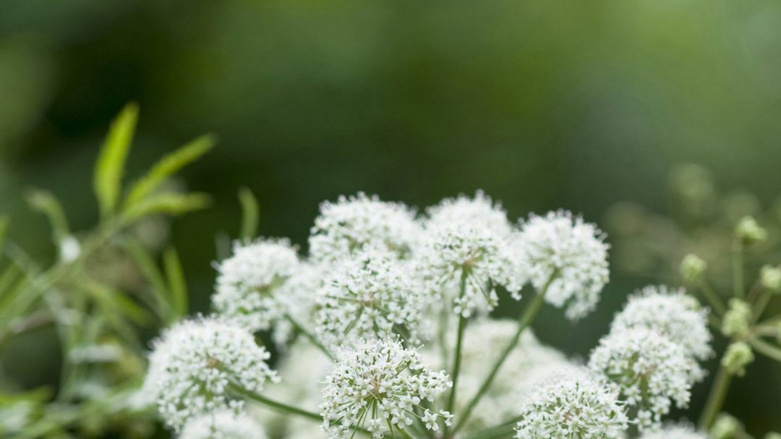Wasserschierling: Diese Sumpfpflanze ist der einzige europäische Vertreter der giftigen Gattung der Wasserschierlinge. Das Kraut enthält das Gift Cicutoxin, welches die Funktion wichtiger Neurotransmitter (Nervenbotenstoffe im Gehirn) stört und nach 15 bis 30 Minuten zu Krämpfen, Atemlähmung, erweiterten Pupillen, Erbrechen, Schwindel und Übelkeit führt. Ein Gegengift gibt es nicht, 30 Prozent der Vergiftungsfälle enden tödlich.Foto: Imago/Blickwinkel Wasserschierling: Diese Sumpfpflanze ist der einzige europäische Vertreter der giftigen Gattung der Wasserschierlinge. Das Kraut enthält das Gift Cicutoxin, welches die Funktion wichtiger Neurotransmitter (Nervenbotenstoffe im Gehirn) stört und nach 15 bis 30 Minuten zu Krämpfen, Atemlähmung, erweiterten Pupillen, Erbrechen, Schwindel und Übelkeit führt. Ein Gegengift gibt es nicht, 30 Prozent der Vergiftungsfälle enden tödlich.Foto: Imago/Blickwinkel