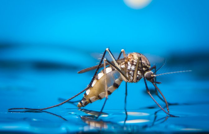 Die Lebensdauer von Stechmücken kann unterschiedliche lange ausfallen.<span class='image-autor'>Foto: khlungcenter / shutterstock.com</span>