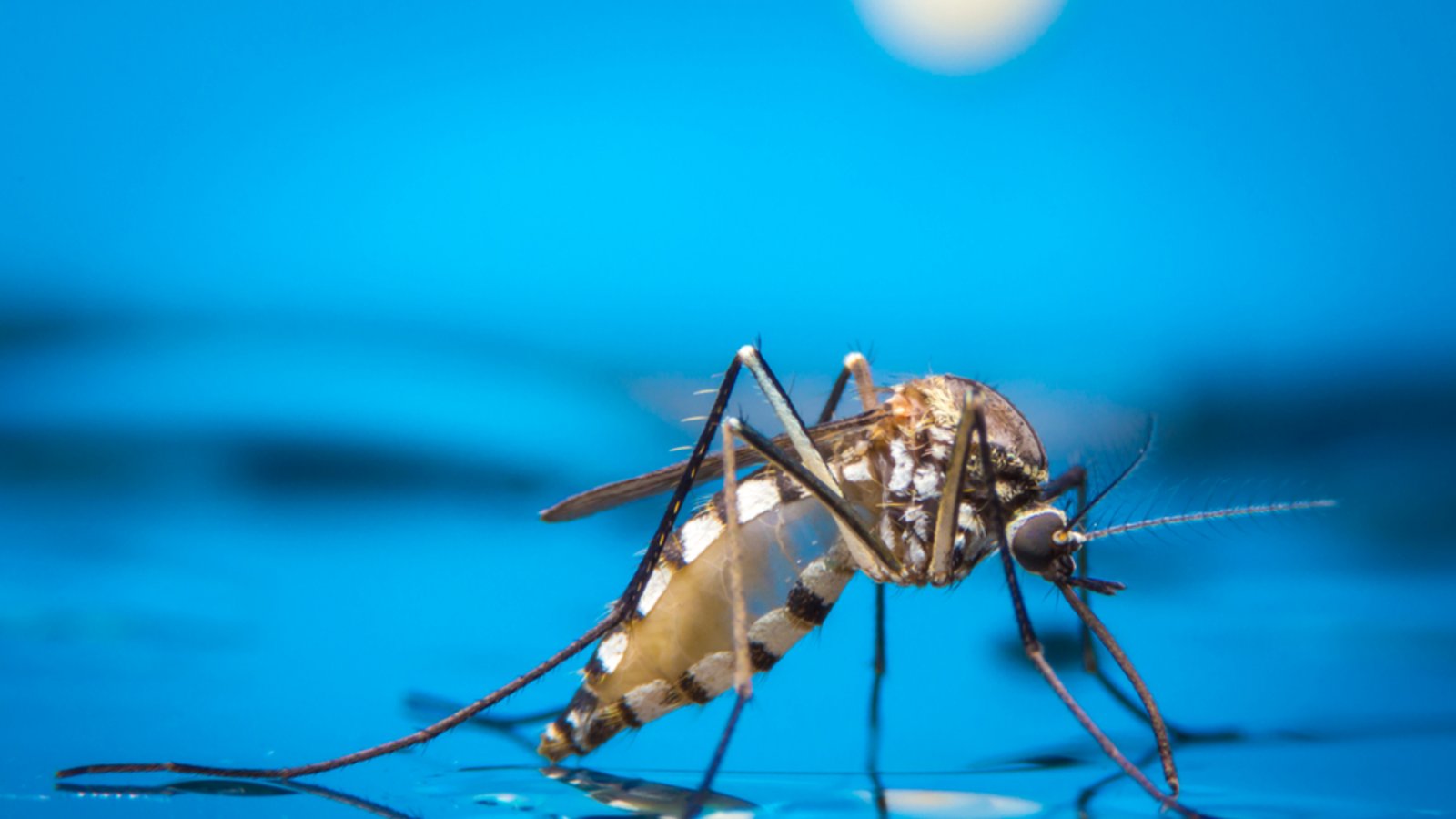 Die Lebensdauer von Stechmücken kann unterschiedliche lange ausfallen.Foto: khlungcenter / shutterstock.com Die Lebensdauer von Stechmücken kann unterschiedliche lange ausfallen.Foto: khlungcenter / shutterstock.com