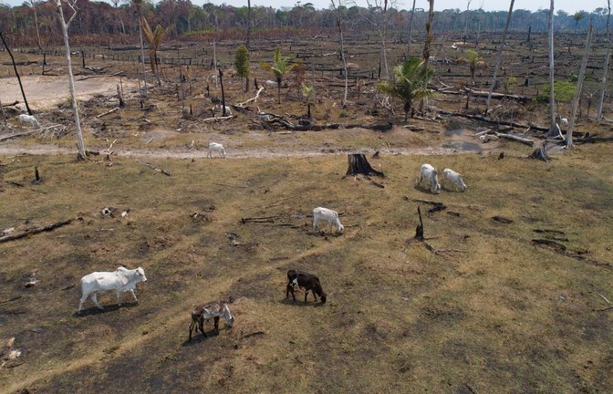 Illegale Viehzucht in Mittelamerika sorgt für große Probleme, zum Beispiel Umweltzerstörung.<span class='image-autor'>Foto: Andre Penner/AP/dpa</span>