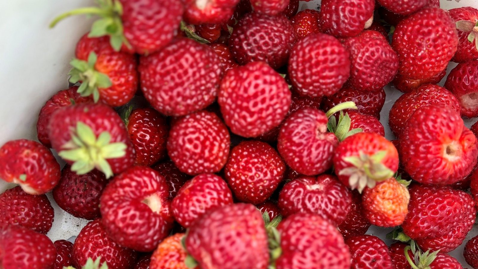 Ein Bild aus glücklichen Zeiten: eine frische Ernte von Mieze Schindler.Foto: nja Ein Bild aus glücklichen Zeiten: eine frische Ernte von Mieze Schindler.Foto: nja