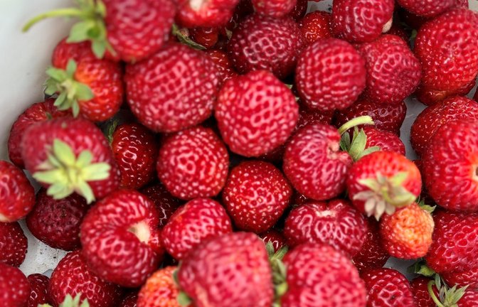 Ein Bild aus glücklichen Zeiten: eine frische Ernte von Mieze Schindler.<span class='image-autor'>Foto: nja</span>