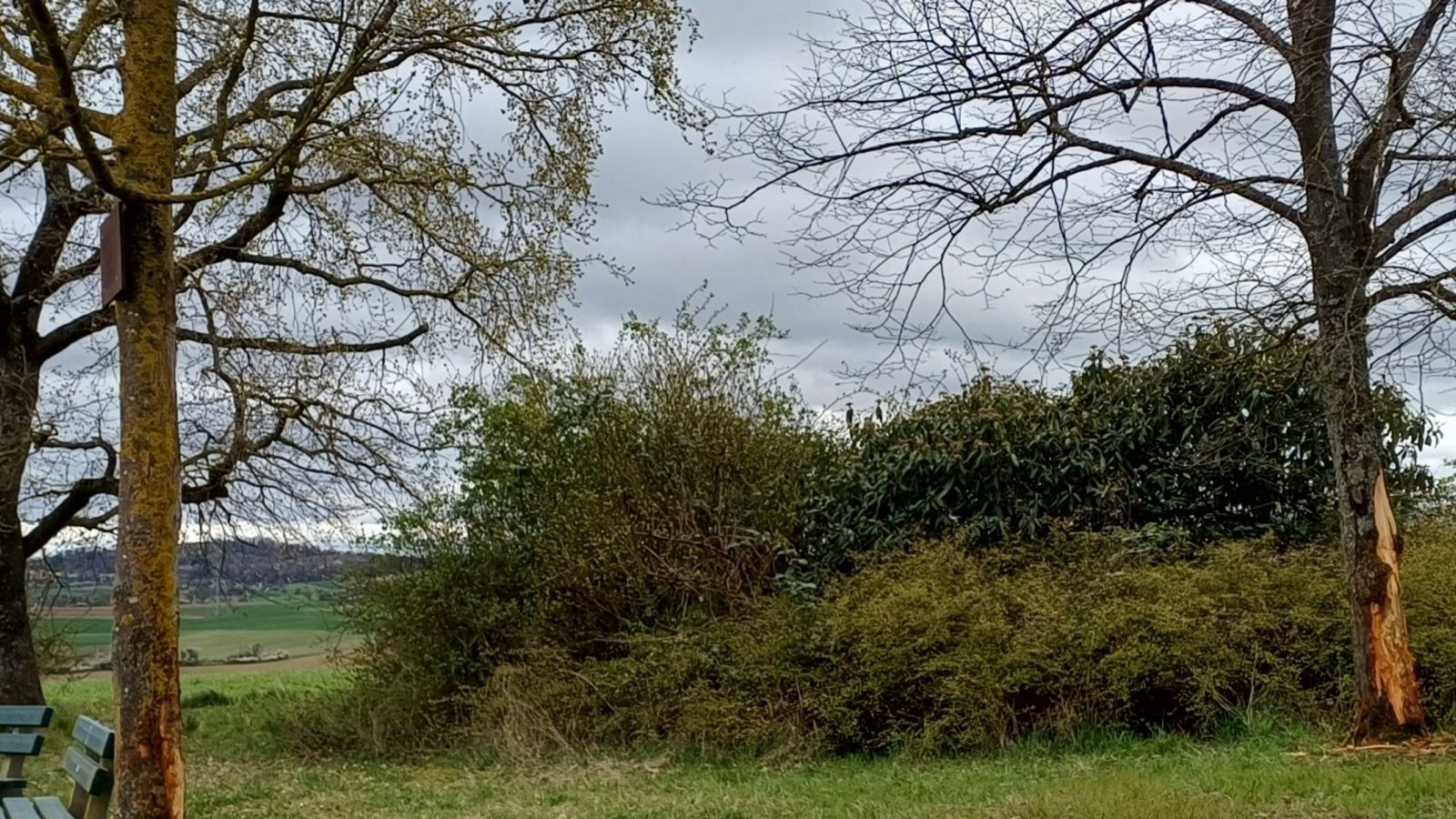 Der Ahorn am Bänkle und hinten die Linde wurden im April stark beschädigt. Fotos: Rücker Der Ahorn am Bänkle und hinten die Linde wurden im April stark beschädigt. Fotos: Rücker