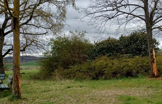 Der Ahorn am Bänkle und hinten die Linde wurden im April stark beschädigt.  <span class='image-autor'>Fotos: Rücker</span>