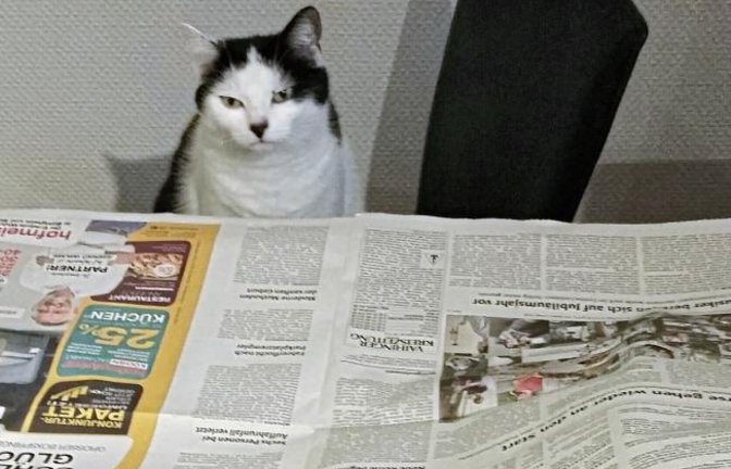 „Unsere Katze liest immer erst denn Lokalteil“, schreibt Ingo Klein zu seinem Foto.
