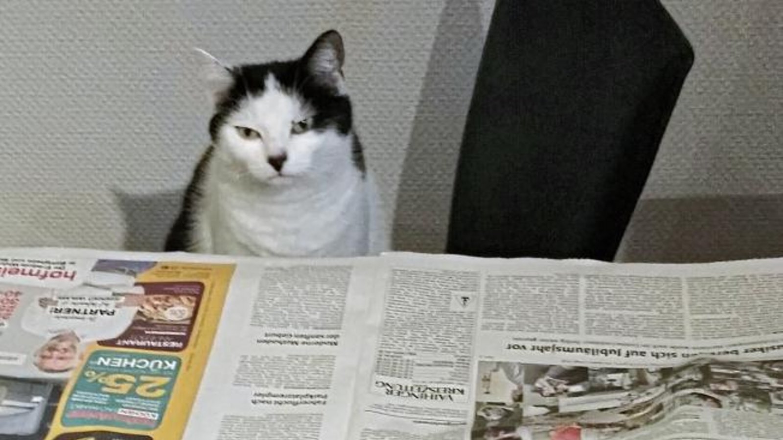 „Unsere Katze liest immer erst denn Lokalteil“, schreibt Ingo Klein zu seinem Foto.