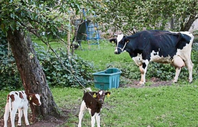 Zwillingsgeburt in Horrheim: Diese süßen Kälber hat Andreas Arning bei seinem Nachbarn im Garten fotografiert.