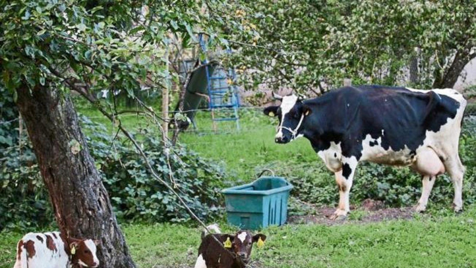 Zwillingsgeburt in Horrheim: Diese süßen Kälber hat Andreas Arning bei seinem Nachbarn im Garten fotografiert. Zwillingsgeburt in Horrheim: Diese süßen Kälber hat Andreas Arning bei seinem Nachbarn im Garten fotografiert.