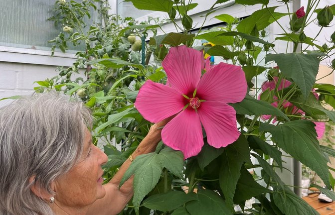 Freude bei Josefine und Wolfgang Kubis in Illingen über den Riesenhibiskus.  <span class='image-autor'>Foto: p</span>