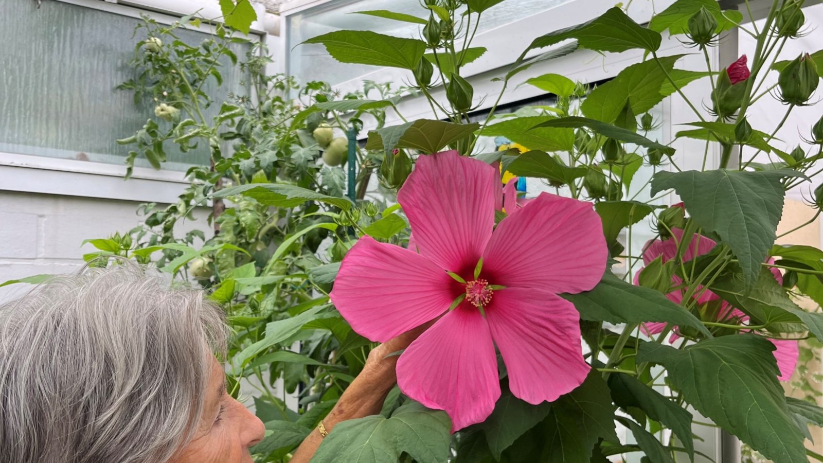 Freude bei Josefine und Wolfgang Kubis in Illingen über den Riesenhibiskus.  <span class='image-autor'>Foto: p</span>