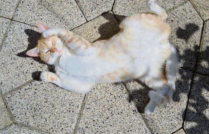So lässt es sich leben, denkt Kater Momo aus Nussdorf. Foto: Knospe