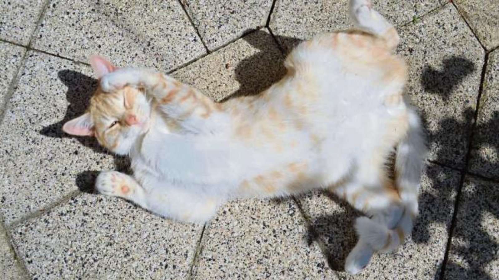 So lässt es sich leben, denkt Kater Momo aus Nussdorf. Foto: Knospe