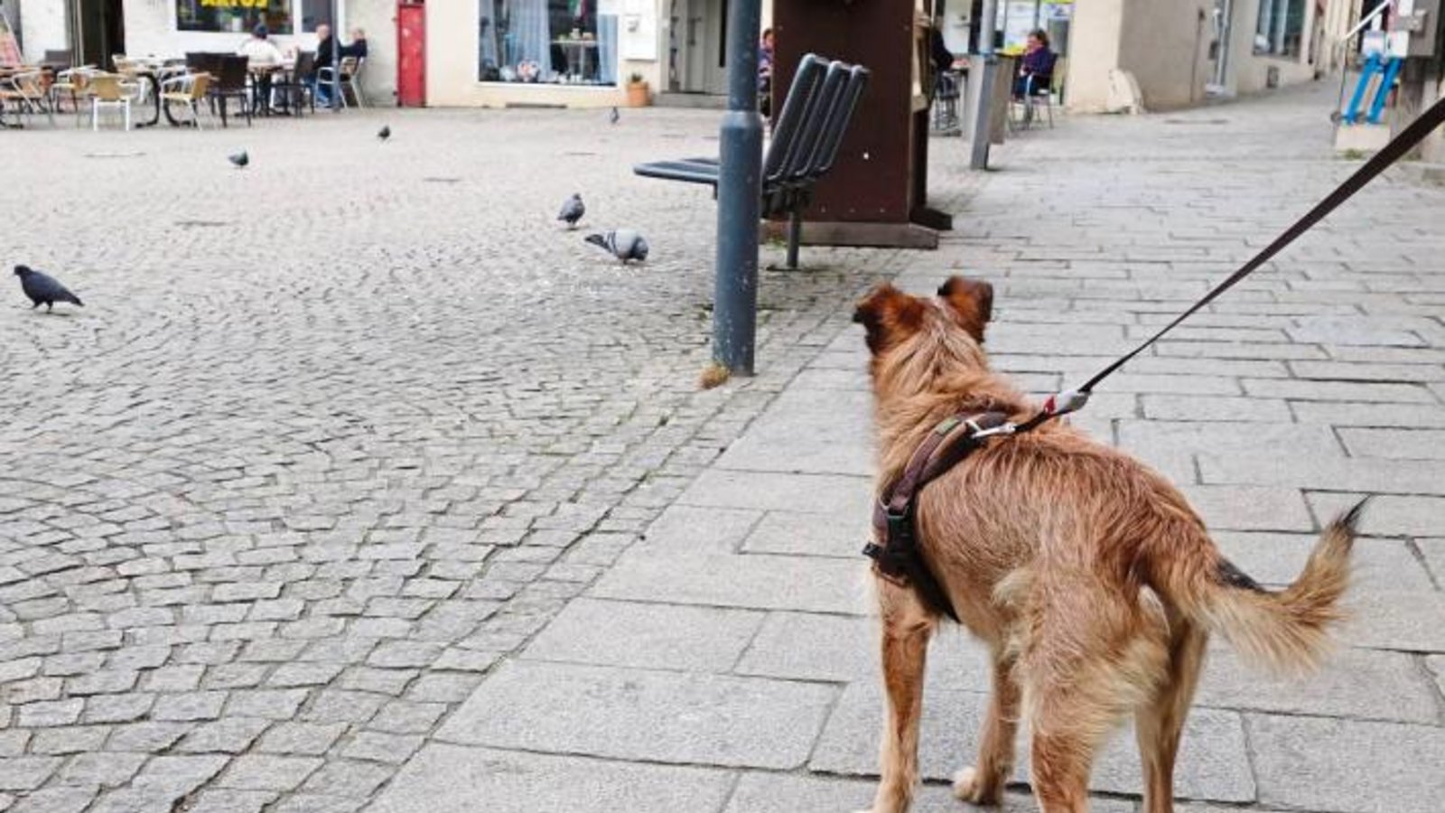 Sammy aus Vaihingen genießt auf dem Marktplatz „Hundefernsehen“mit Tauben in der Hauptrolle. Foto: Rücker Sammy aus Vaihingen genießt auf dem Marktplatz „Hundefernsehen“mit Tauben in der Hauptrolle. Foto: Rücker