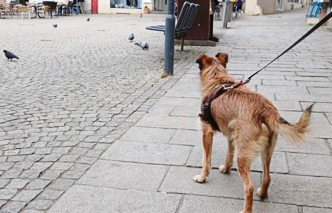 Sammy aus Vaihingen genießt auf dem Marktplatz „Hundefernsehen“mit Tauben in der Hauptrolle. Foto: Rücker