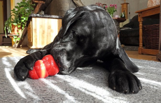 Schadstoffe in den Spielzeugen können Hunden und Menschen schaden.<span class='image-autor'>Foto: imago/Frank Sorge</span>