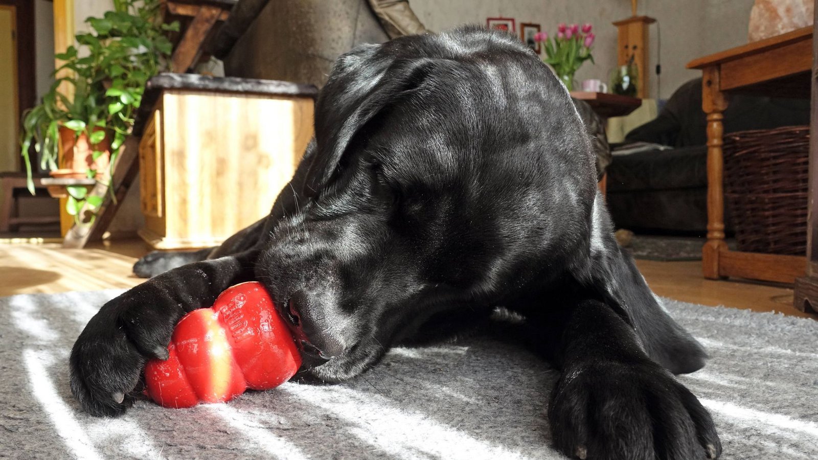 Schadstoffe in den Spielzeugen können Hunden und Menschen schaden.Foto: imago/Frank Sorge