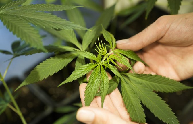 Der Anbau von bis zu drei Cannabis-Pflanzen soll ab dem 01. April offiziell legal sein.<span class='image-autor'>Foto: AP/Markus Schreiber</span>