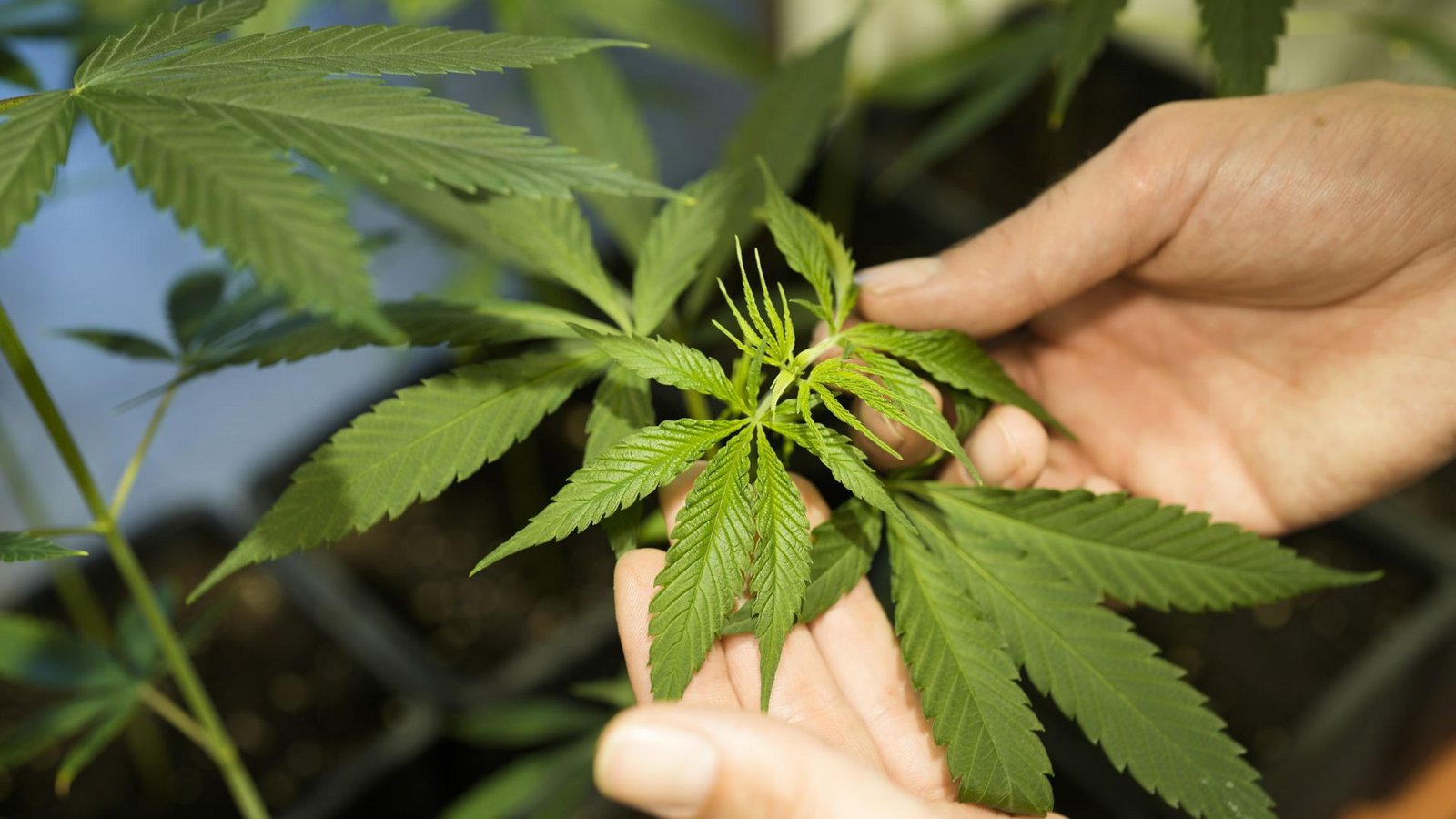 Der Anbau von bis zu drei Cannabis-Pflanzen soll ab dem 01. April offiziell legal sein.Foto: AP/Markus Schreiber