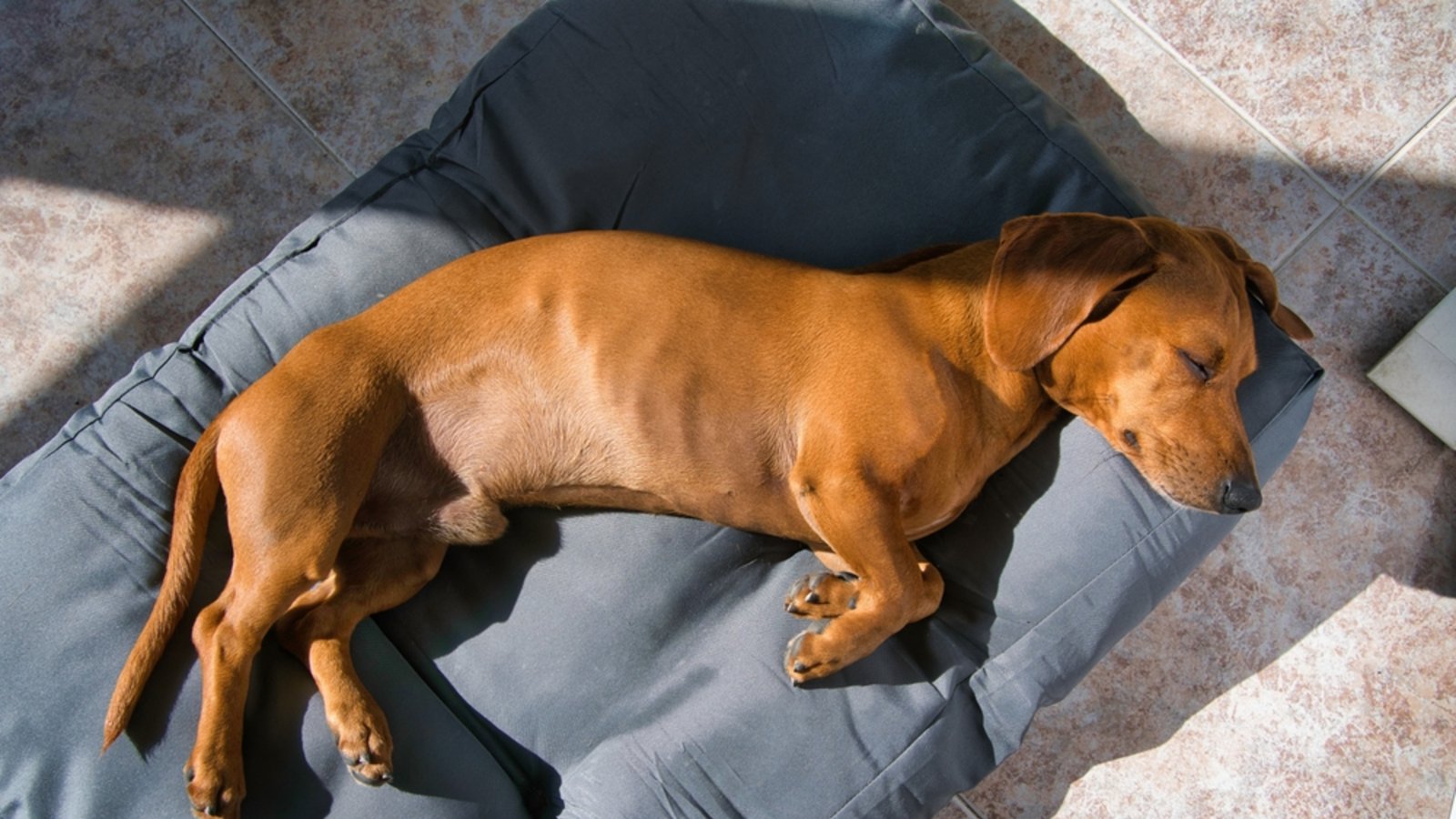 Seitenschläfer: Der Hund fühlt sich sehr wohl.Foto: Ruth Laguna/ Shutterstock