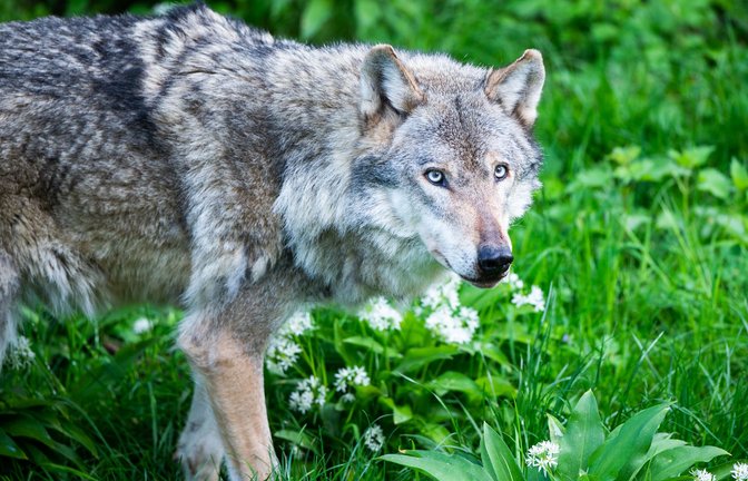 Knapp 150 Jahre lang galt der Wolf in Deutschland als ausgestorben.<span class='image-autor'>Foto: picture alliance/dpa/Christophe Gateau</span>