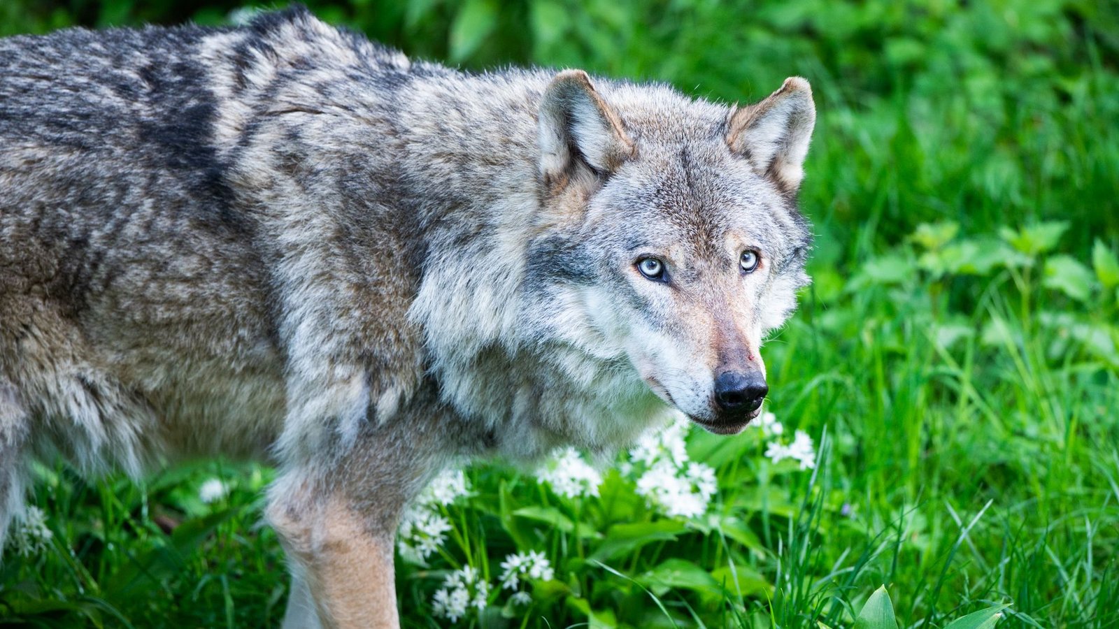 Knapp 150 Jahre lang galt der Wolf in Deutschland als ausgestorben.Foto: picture alliance/dpa/Christophe Gateau Knapp 150 Jahre lang galt der Wolf in Deutschland als ausgestorben.Foto: picture alliance/dpa/Christophe Gateau
