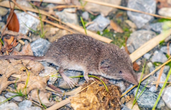 Einziger bekannter Wirt des Erregers ist die Feldspitzmaus.<span class='image-autor'>Foto: Imago/xZoonar.com/Falkex 20203276</span>