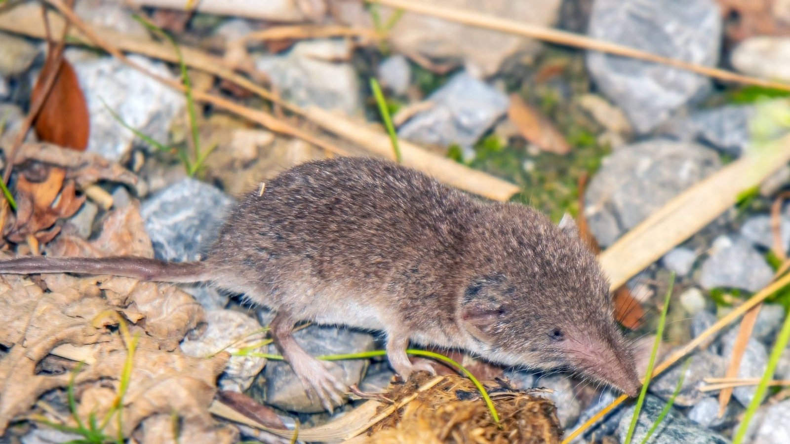 Einziger bekannter Wirt des Erregers ist die Feldspitzmaus.Foto: Imago/xZoonar.com/Falkex 20203276 Einziger bekannter Wirt des Erregers ist die Feldspitzmaus.Foto: Imago/xZoonar.com/Falkex 20203276