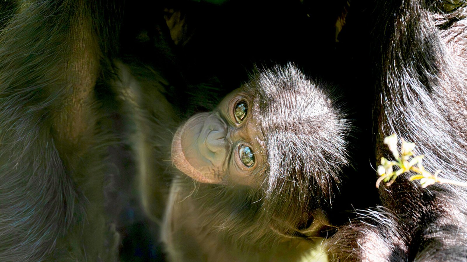 Bonobo-Baby Kasita auf einer Aufnahme aus dem Juni – jetzt ist das Jungtier mit nur sechs Monaten überraschend gestorben.Foto: Wilhelma/Birger Meierjohann Bonobo-Baby Kasita auf einer Aufnahme aus dem Juni – jetzt ist das Jungtier mit nur sechs Monaten überraschend gestorben.Foto: Wilhelma/Birger Meierjohann