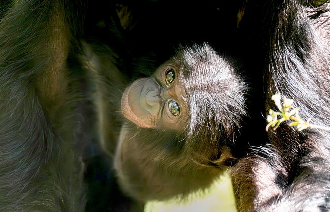 Bonobo-Baby Kasita auf einer Aufnahme aus dem Juni – jetzt ist das Jungtier mit nur sechs Monaten überraschend gestorben.<span class='image-autor'>Foto: Wilhelma/Birger Meierjohann</span>