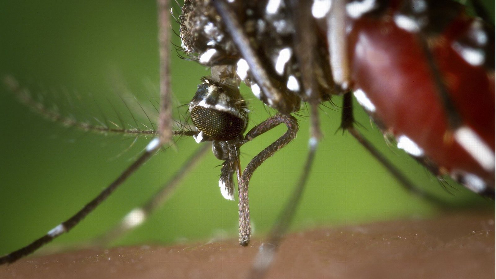 Mücken sind ein teilweise hausgemachtes Ärgernis. Doch es gibt Gegenmittel.Foto: dpa/James Gathany