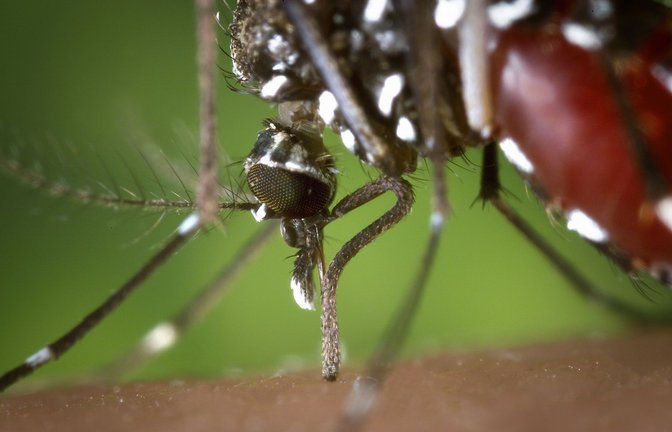 Mücken sind ein teilweise hausgemachtes Ärgernis. Doch es gibt Gegenmittel.<span class='image-autor'>Foto: dpa/James Gathany</span>