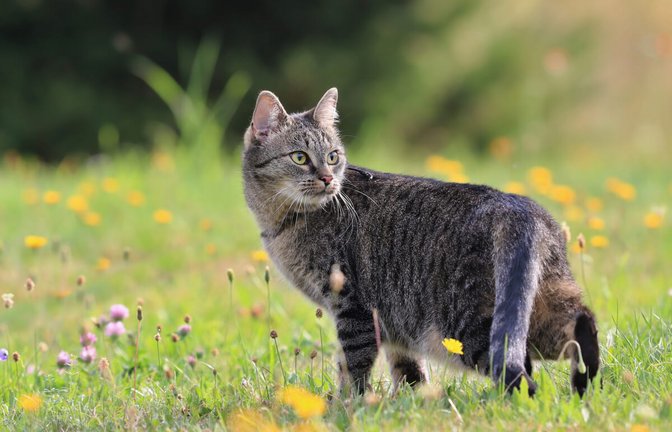 Erfahren Sie, wie man Katzen effektiv vertreiben und dauerhaft von Garten fernhalten kann. Die wirksamsten Tipps im Überblick.<span class='image-autor'>Foto: Monika Surzin / Shutterstock.com</span>