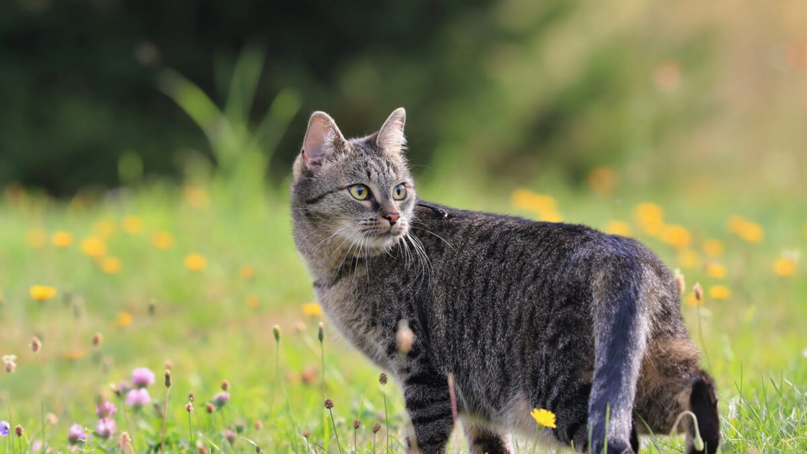 Erfahren Sie, wie man Katzen effektiv vertreiben und dauerhaft von Garten fernhalten kann. Die wirksamsten Tipps im Überblick.Foto: Monika Surzin / Shutterstock.com Erfahren Sie, wie man Katzen effektiv vertreiben und dauerhaft von Garten fernhalten kann. Die wirksamsten Tipps im Überblick.Foto: Monika Surzin / Shutterstock.com