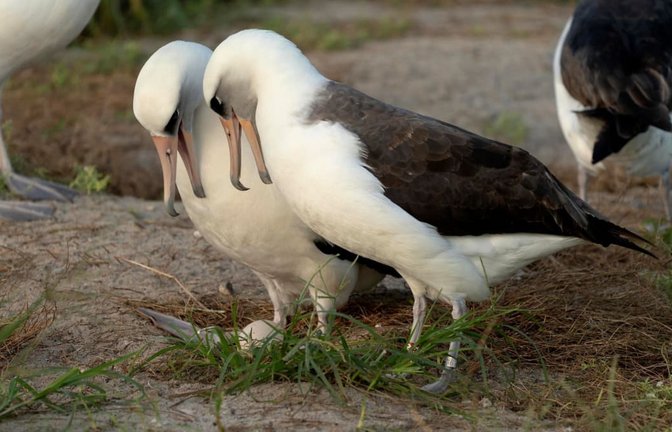 Ende des Jahres 2025 brüteten mehr Laysan-Albatrosse als üblich. Das könnte mit El Niño zusammenhängen.<span class='image-autor'>Dan Rapp/U.S. Fish and Wildlife Service/AP/dpa</span>