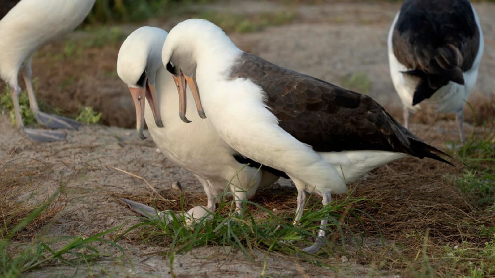 Ende des Jahres 2025 brüteten mehr Laysan-Albatrosse als üblich. Das könnte mit El Niño zusammenhängen.Dan Rapp/U.S. Fish and Wildlife Service/AP/dpa Ende des Jahres 2025 brüteten mehr Laysan-Albatrosse als üblich. Das könnte mit El Niño zusammenhängen.Dan Rapp/U.S. Fish and Wildlife Service/AP/dpa