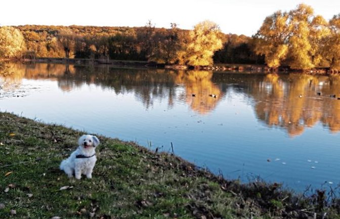 Auch Trixi genießt den Indian Summer am Ensinger See.  Foto: Kraft-von Hausen
