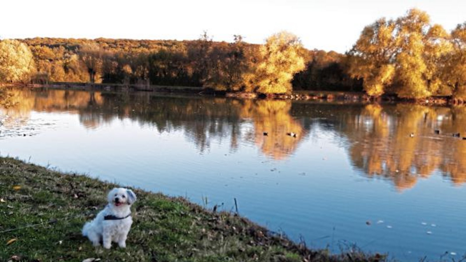 Auch Trixi genießt den Indian Summer am Ensinger See.  Foto: Kraft-von Hausen