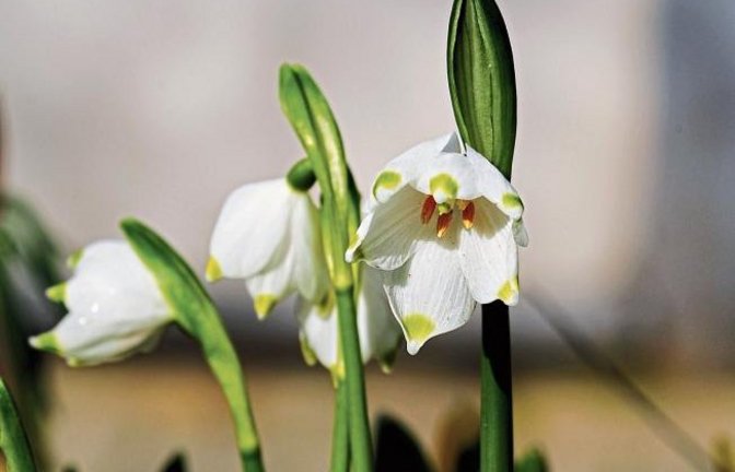 Karlheinz Hiel aus Vaihingen entdeckt den Frühling.