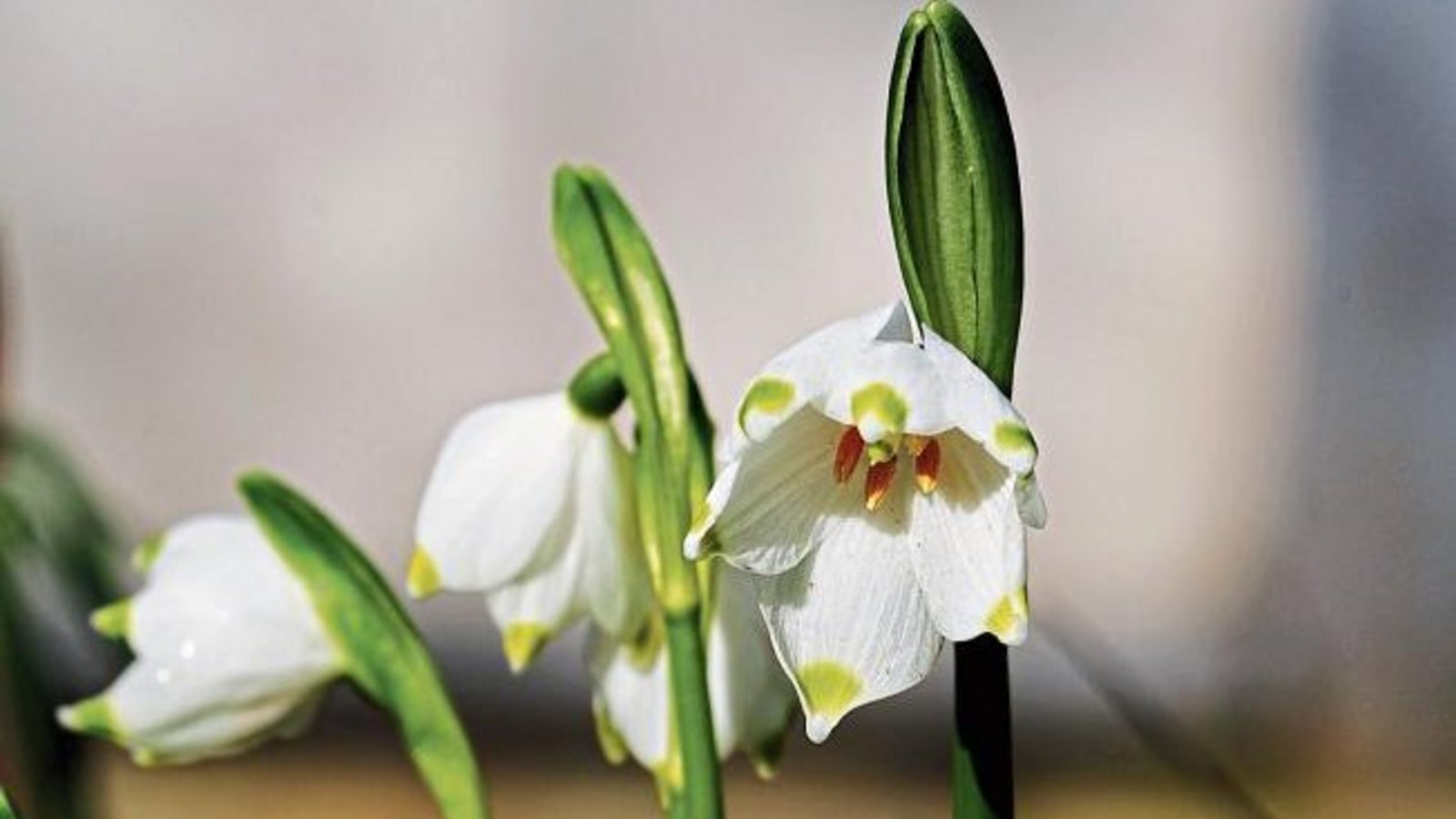 Karlheinz Hiel aus Vaihingen entdeckt den Frühling.