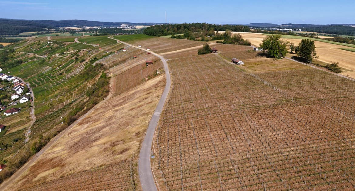 Unwetter Roßwag Hagelschaden im Roßwager Weinberg, teilweise Totalverlust, Begehung mit 170 Teilnehmern,  völlig verhagelte Fläche genauso braun wie die Wiese (links mittig), scharf abgegrenzt zu unbeschadeten Reben in Grün (hinten), Drohnenbild, Luftbild mit Drohne
