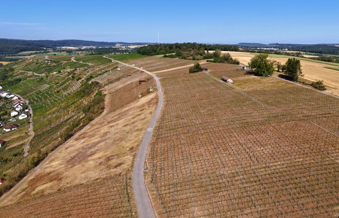 Heftiger Kontrast: Teile des Roßwager Weinbergs sind völlig verwüstet, Teile wurden verschont.