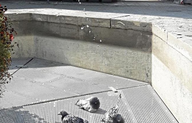 Gestern herrschte Freude bei den Vaihinger Stadttauben: „Los Jungs, duschen!“ sr