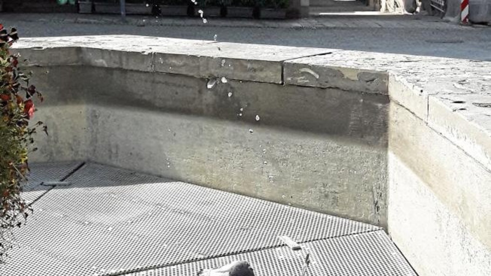 Gestern herrschte Freude bei den Vaihinger Stadttauben: „Los Jungs, duschen!“ sr